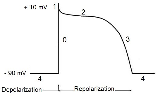 refractory-periods-ecg-guru-instructor-resources